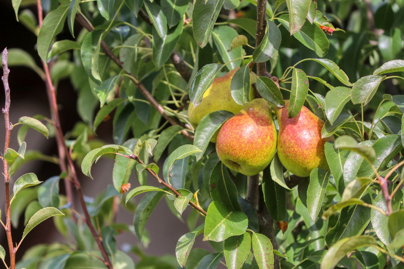 Canon EOS 80D sample photo. Pears, fruit, food photography