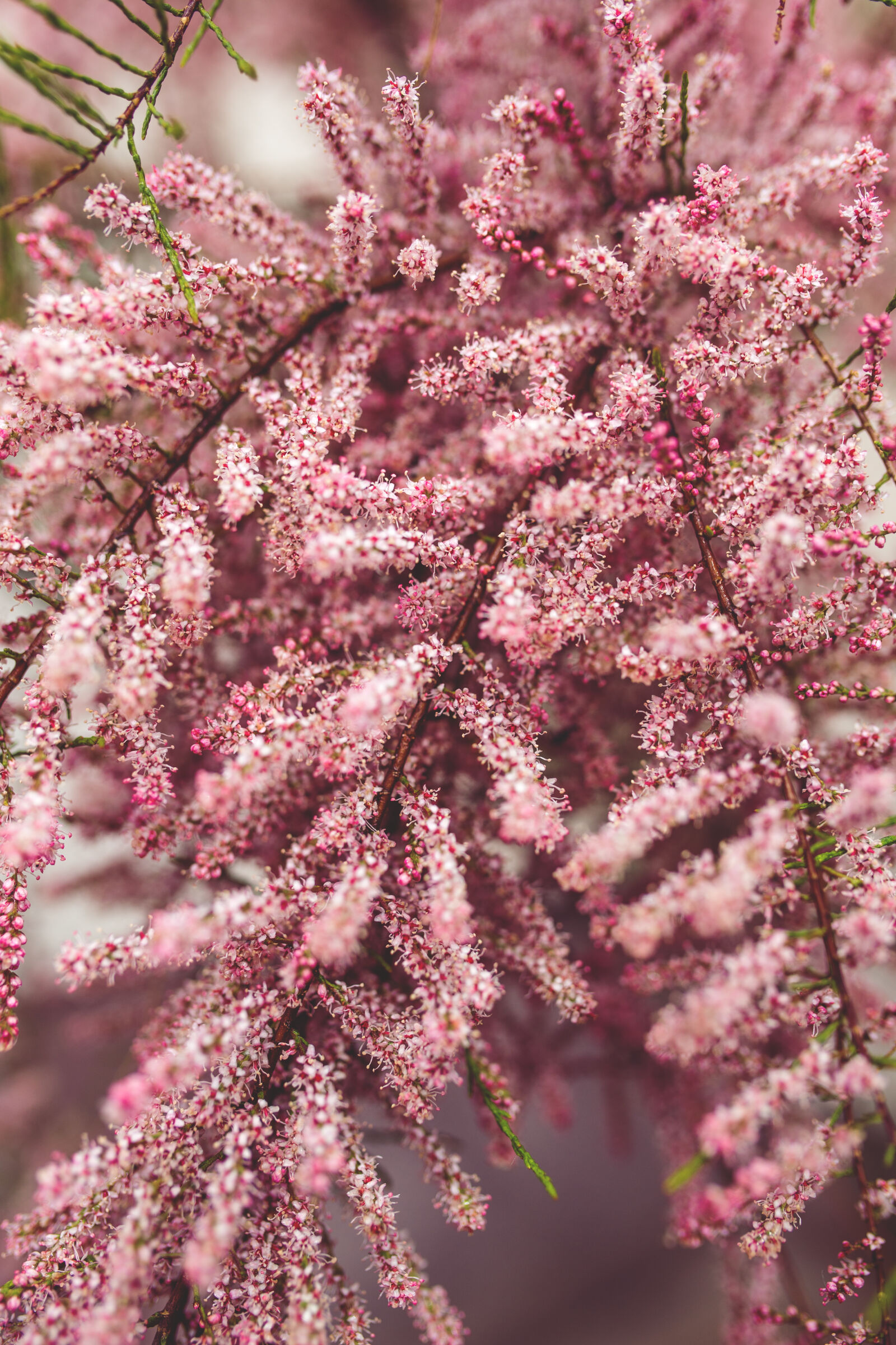 Canon EOS 6D + Sigma 35mm F1.4 DG HSM Art sample photo. Pink, tree photography