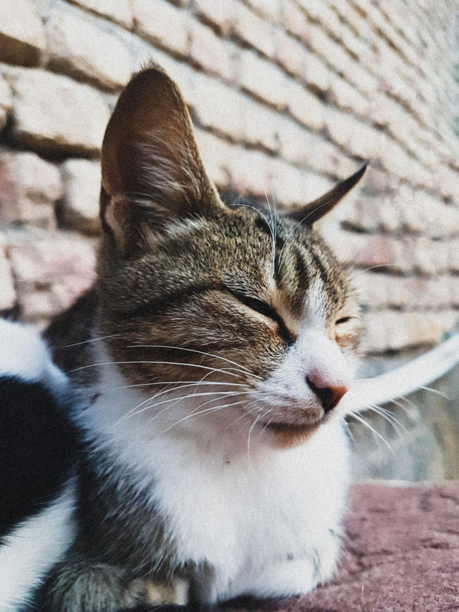 Samsung Galaxy S7 Edge Rear Camera sample photo. Animal, animals, cat, cat photography