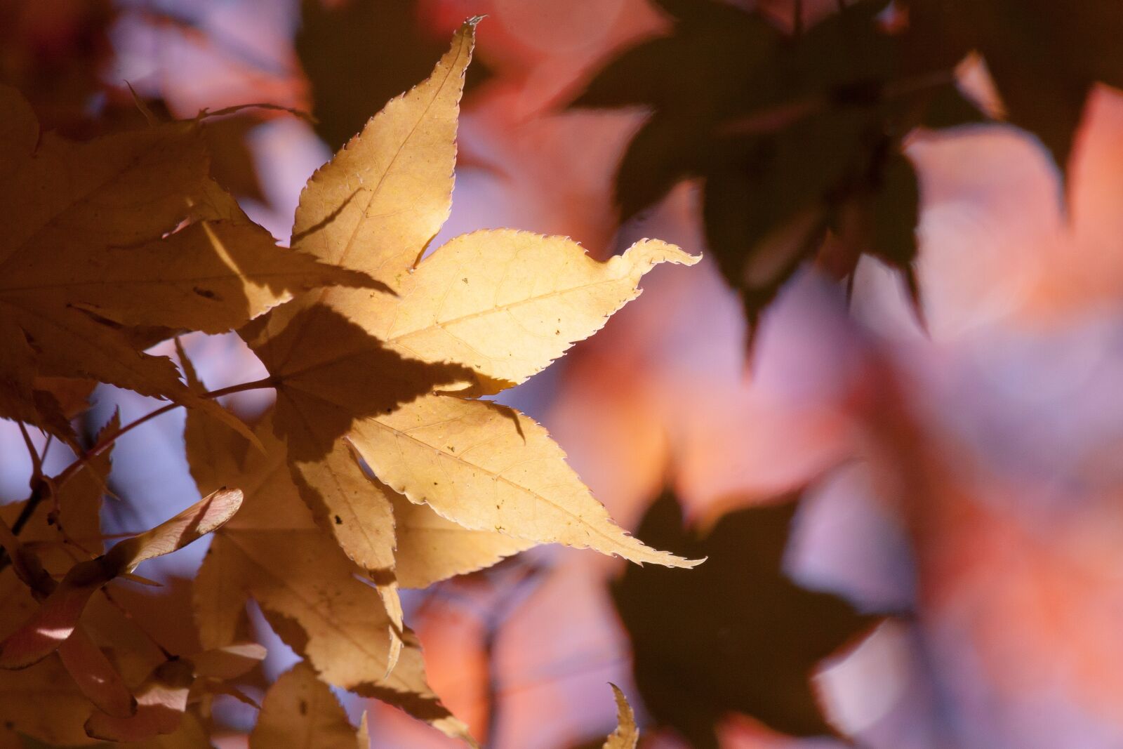 Canon EOS 50D sample photo. Maple, autumn, leaf photography