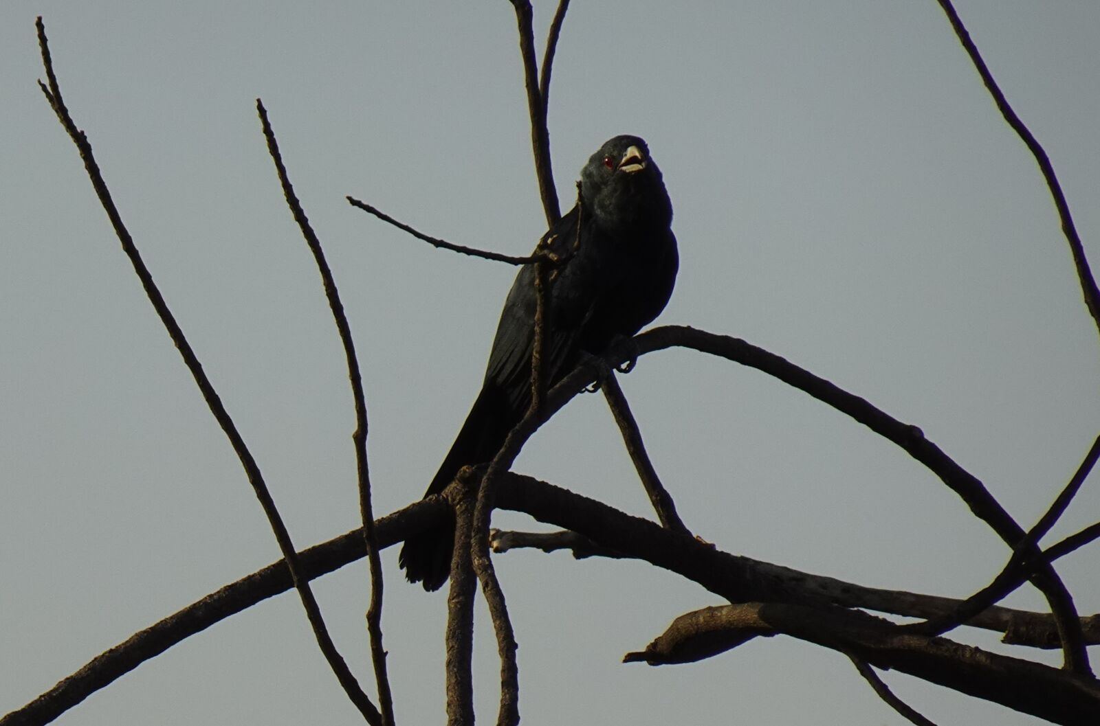 Sony DSC-WX800 sample photo. Bird, koel, eudynamys scolopaceus photography