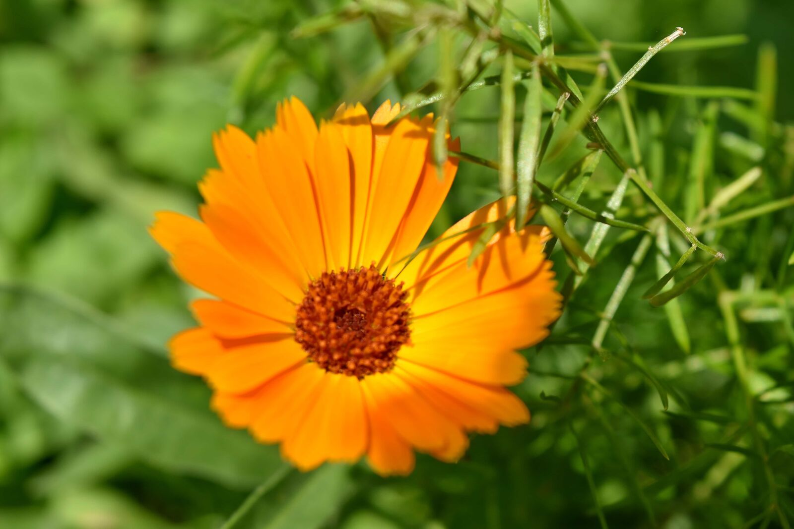 Nikon D5500 sample photo. Bright, color, flower garden photography