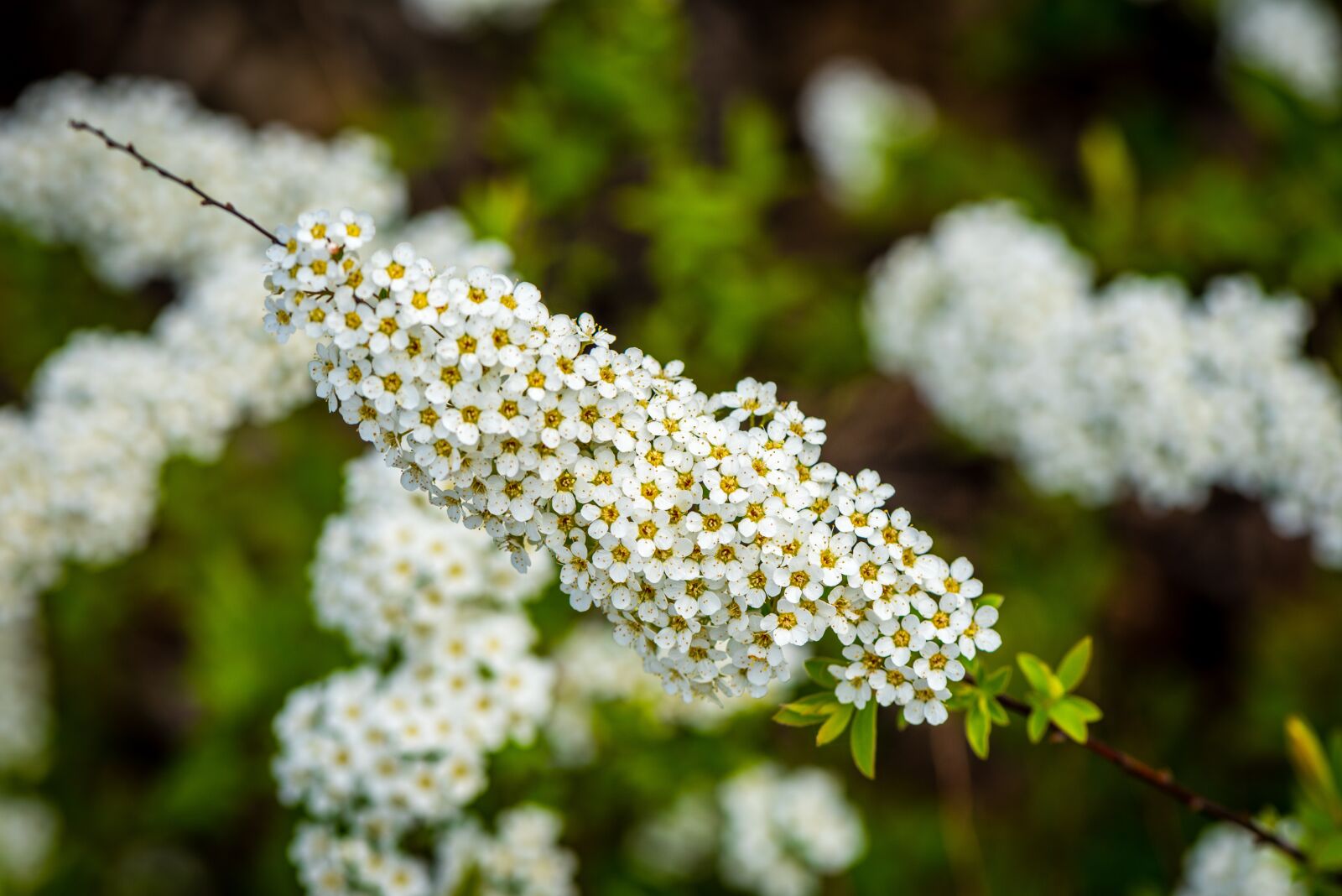 Nikon D810 sample photo. Spierstrauch, spring, close up photography