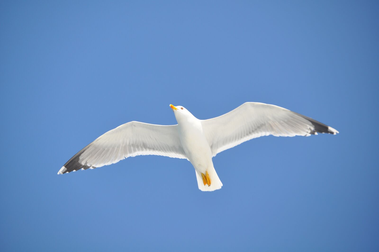 Nikon D90 sample photo. Seagull, bird, animal photography