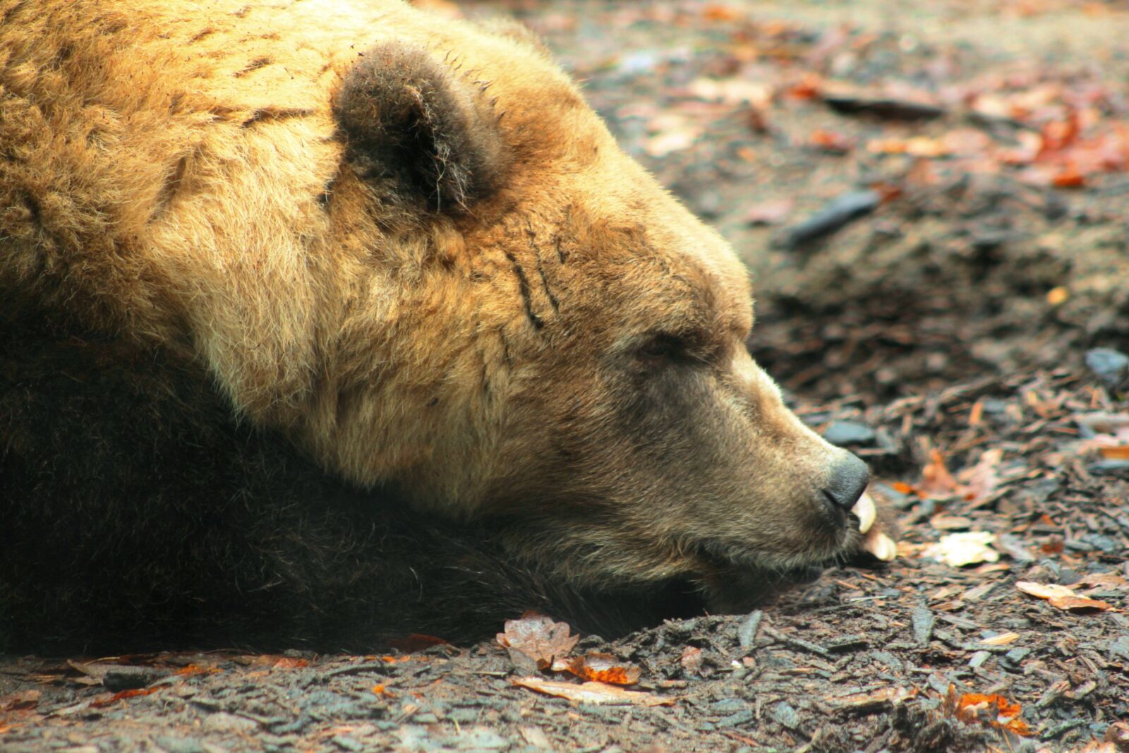 Canon EOS 600D (Rebel EOS T3i / EOS Kiss X5) sample photo. Brown bear, portrait, zoo photography