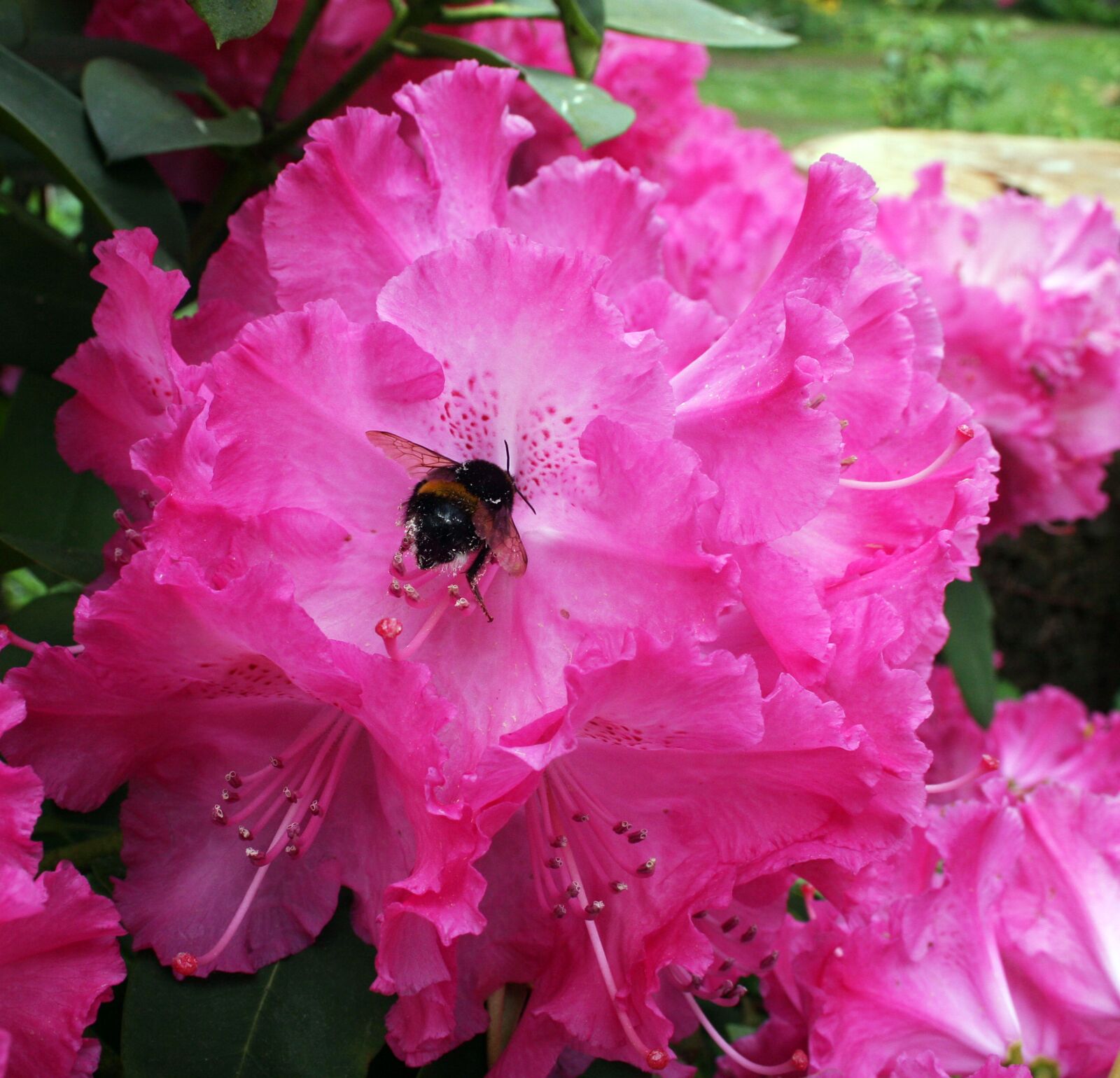 Canon EOS 40D sample photo. Hydrangea, pink, garden photography