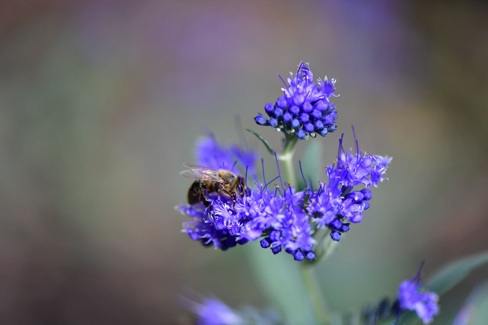 Nikon D5 sample photo. Blue, flower, summer photography