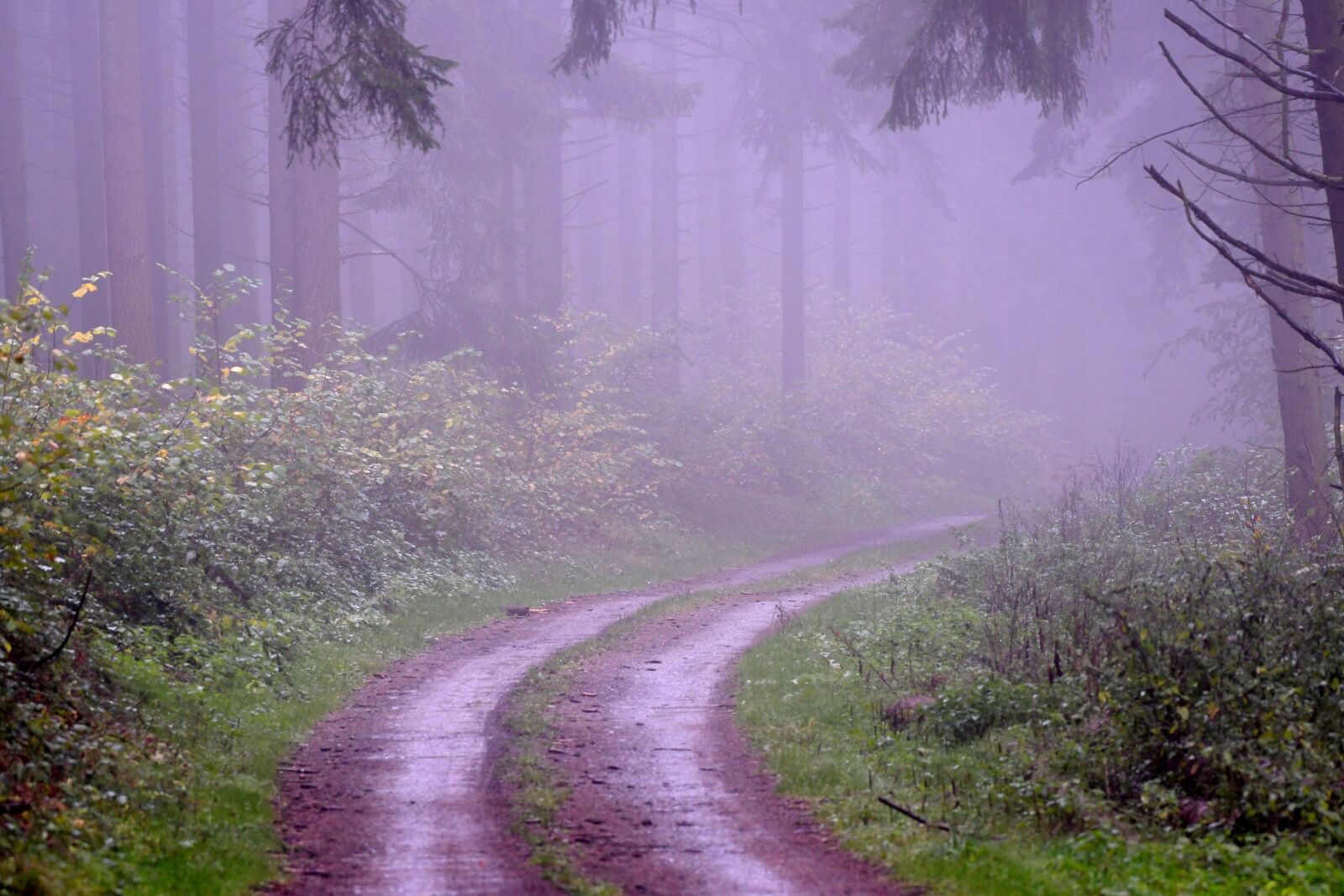 Nikon D500 sample photo. Forest path, fog, october photography