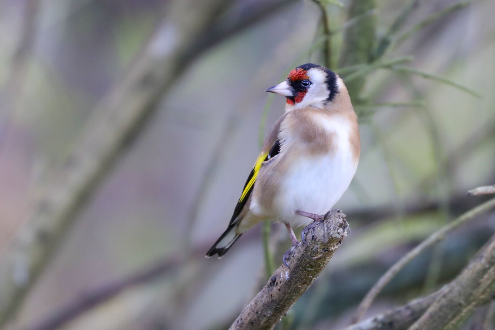 Canon EF 100-400mm F4.5-5.6L IS II USM sample photo. Nature, goldfinch, finch photography