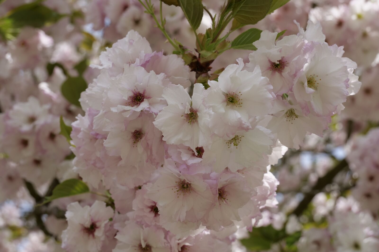 Panasonic Lumix DC-G9 sample photo. Flowers, cherry tree, cherry photography
