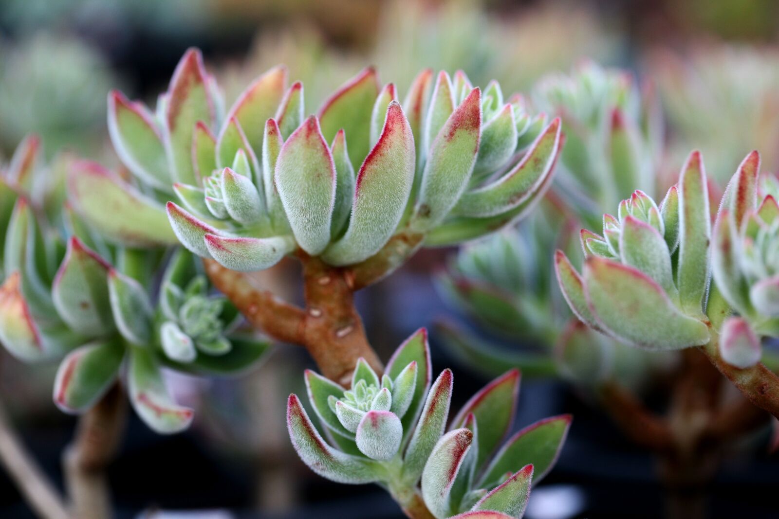 Canon EOS 5D sample photo. A fleshy plant, fleshy photography