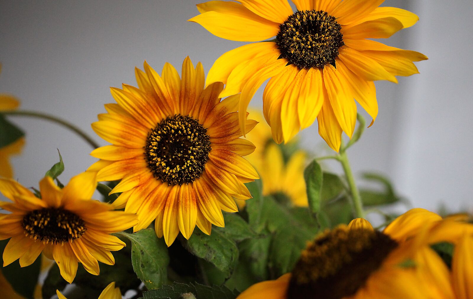 Canon EOS 5D Mark II sample photo. Sunflower, ornamental sunflower, flower photography