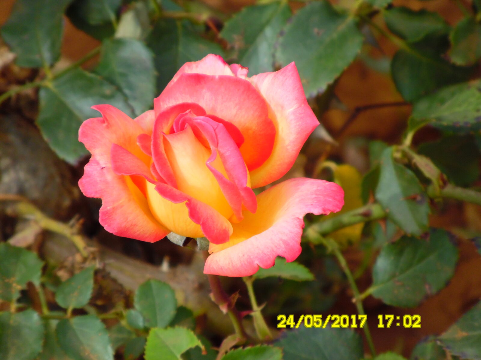 Samsung WB1100F/WB1101F/WB1102F sample photo