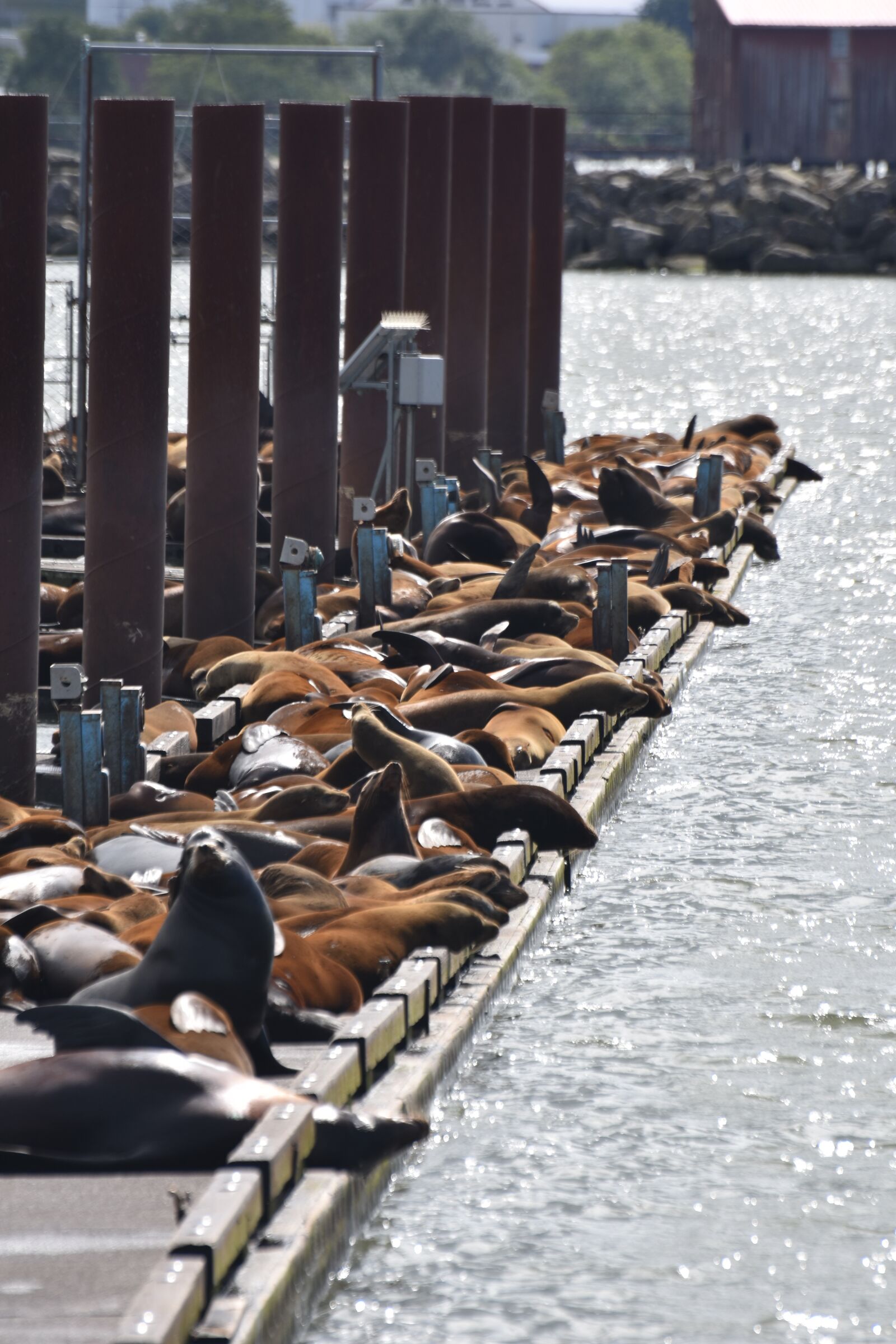 Nikon D3400 sample photo. Sea lions, sea lion photography