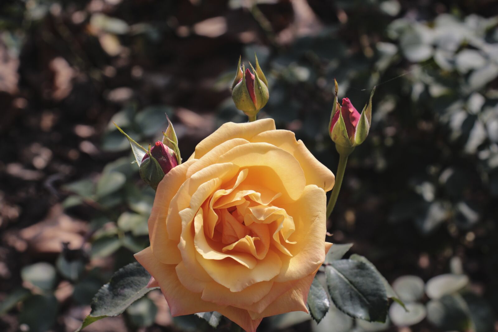 Canon EOS 700D (EOS Rebel T5i / EOS Kiss X7i) sample photo. Rose, yellow, blossom photography