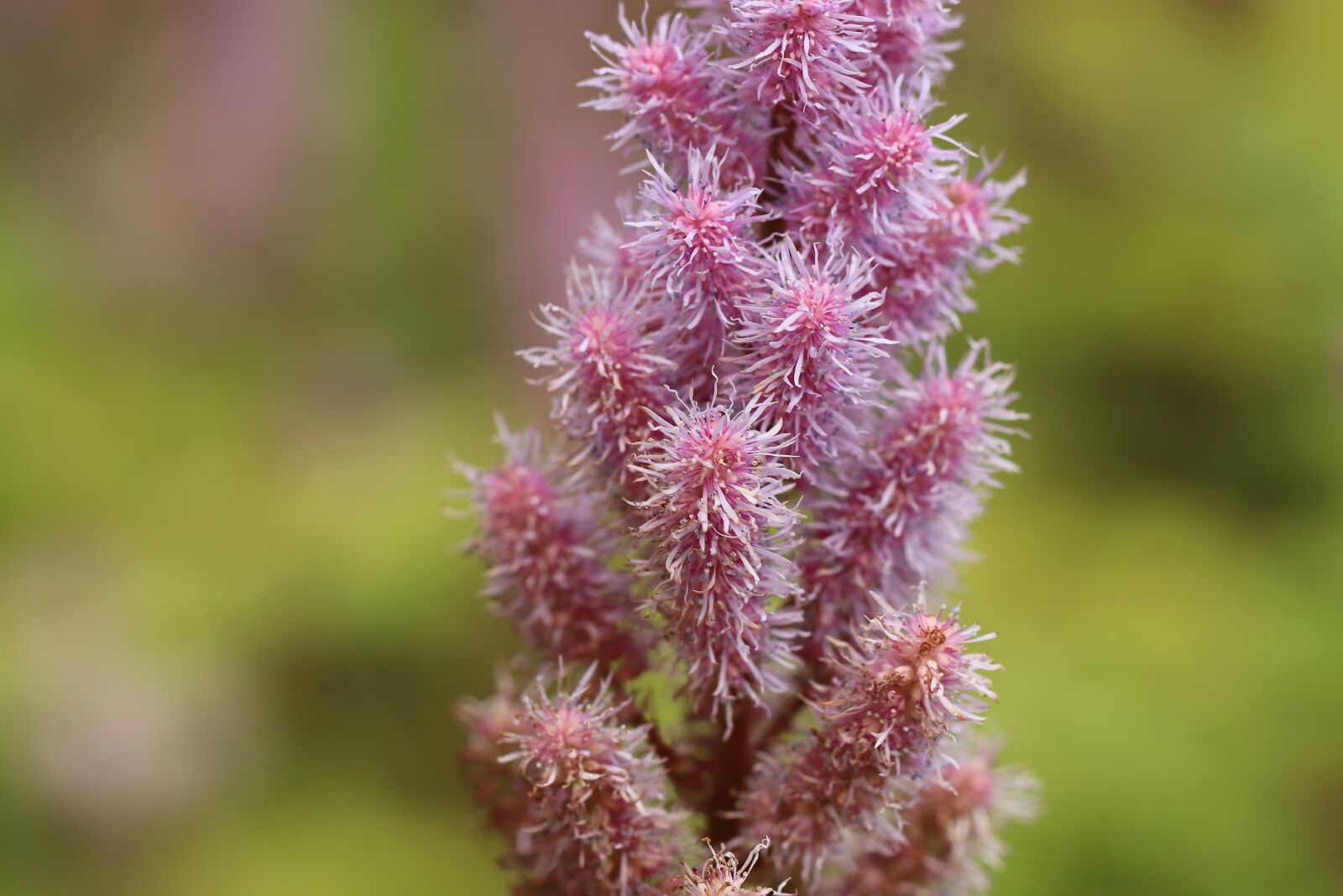 Canon EOS 800D (EOS Rebel T7i / EOS Kiss X9i) sample photo. Astilbe, astilbe japonica, blossom photography