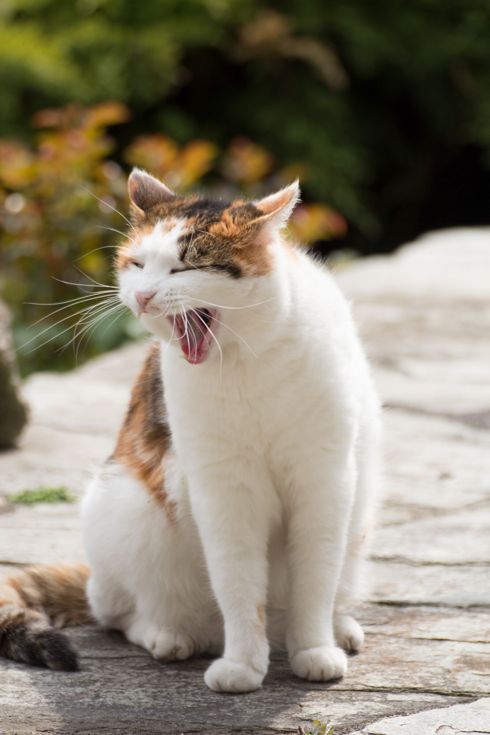 Canon EOS 600D (Rebel EOS T3i / EOS Kiss X5) sample photo. Cat, tired, yawn photography