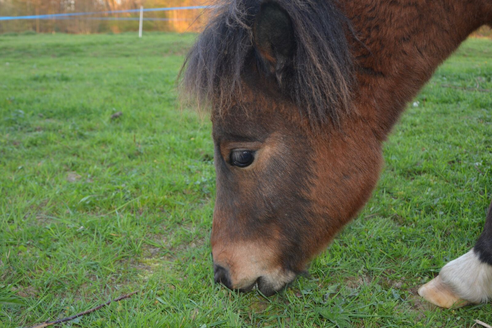Nikon D5200 sample photo. Pony, shetland pony, young photography