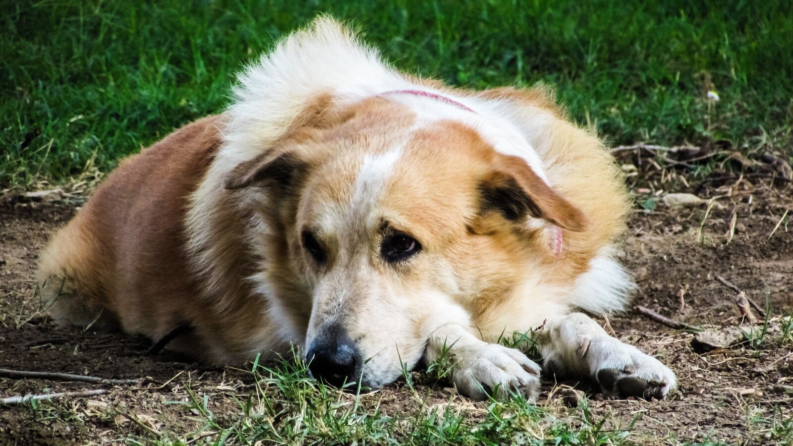 Canon PowerShot SX400 IS sample photo. Dog, sitting, resting photography