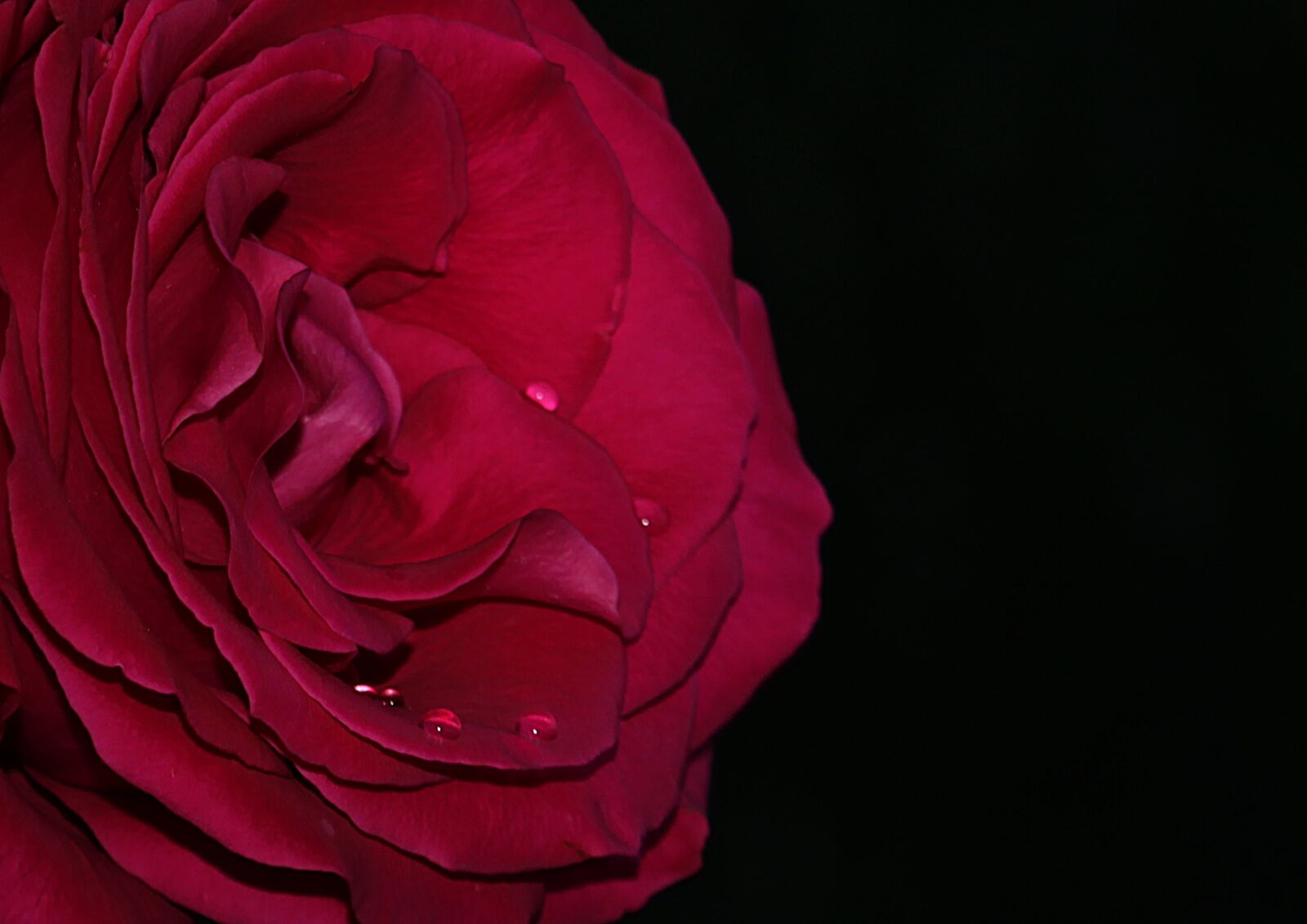 Canon EF-S 55-250mm F4-5.6 IS STM sample photo. Rose, flower, drops photography