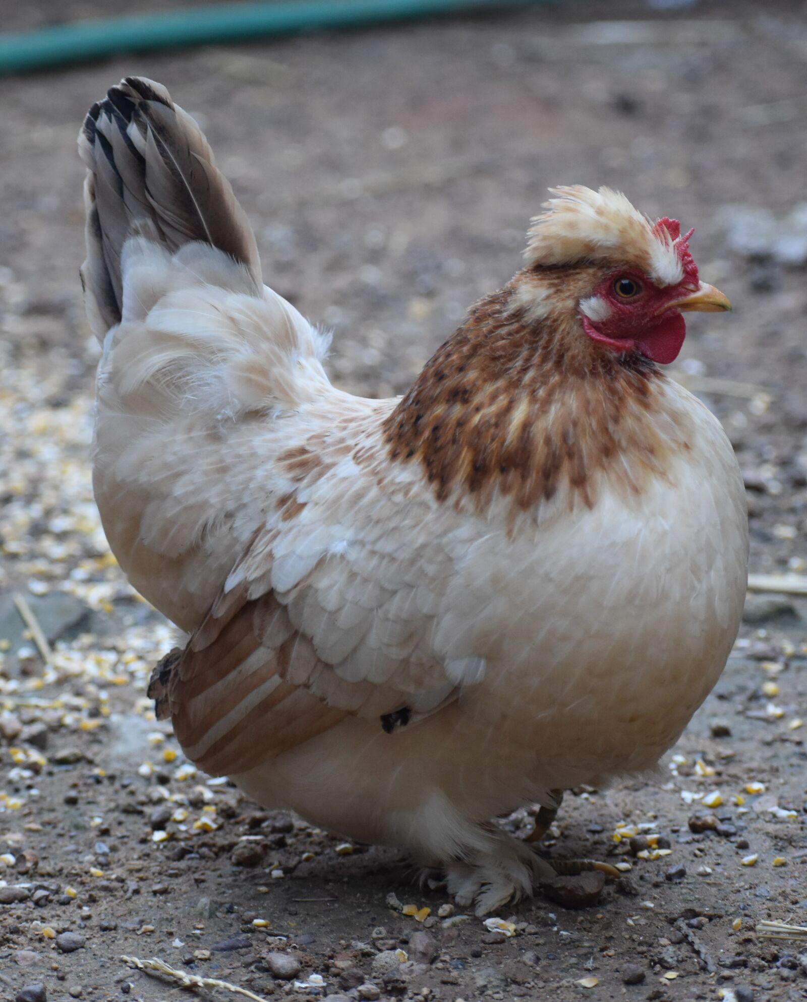 Nikon D5500 sample photo. Bird, poultry, feather photography