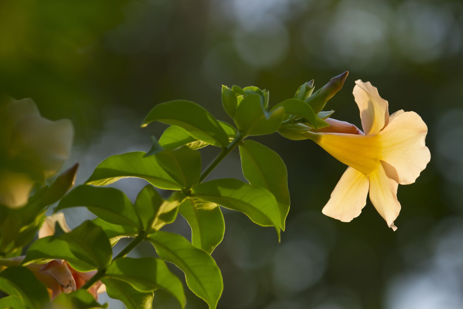 Canon EOS 7D + Canon EF 70-200mm F4L IS USM sample photo. Nature, beautiful, plant photography