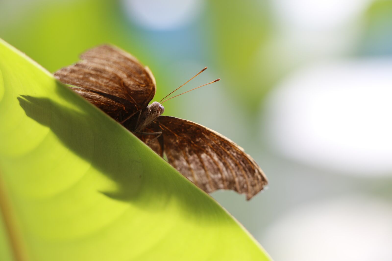 Canon EOS 70D sample photo. Butterfly, leaf, moth photography