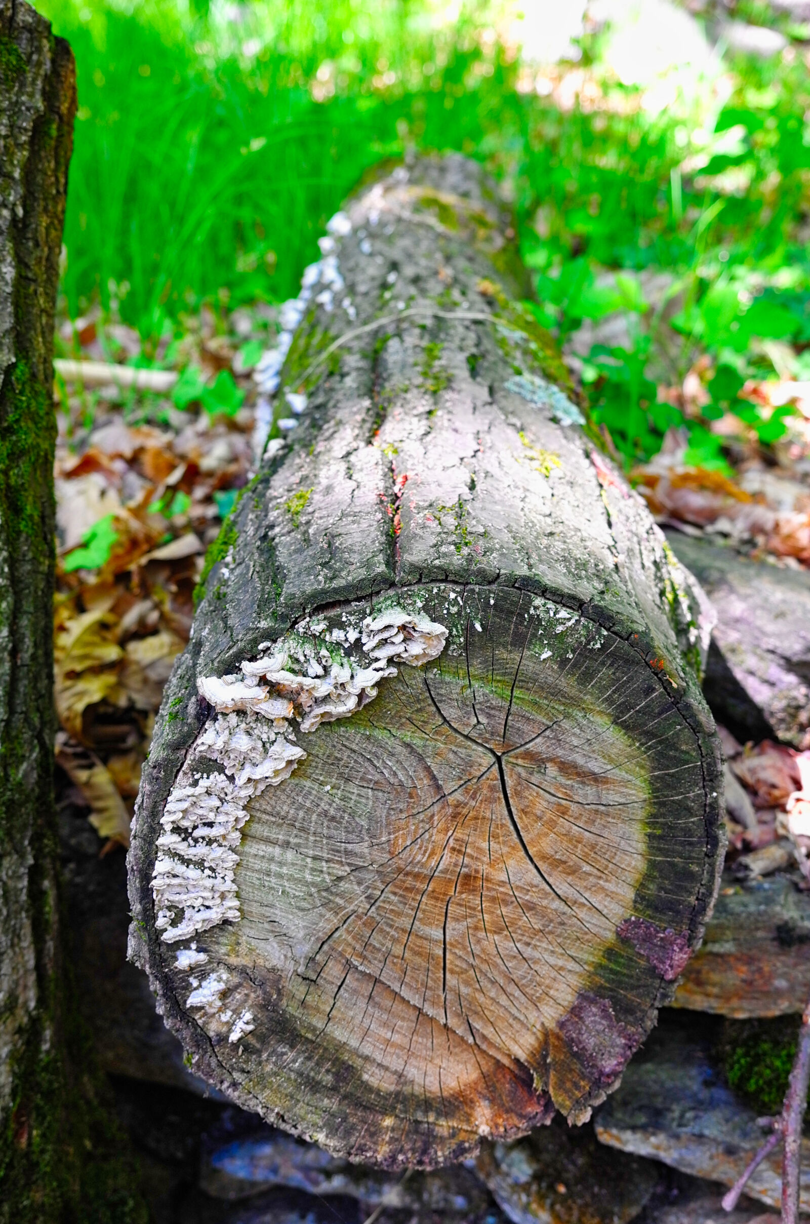 Leica X Vario sample photo. Forest, mushrooms, tree, wood photography