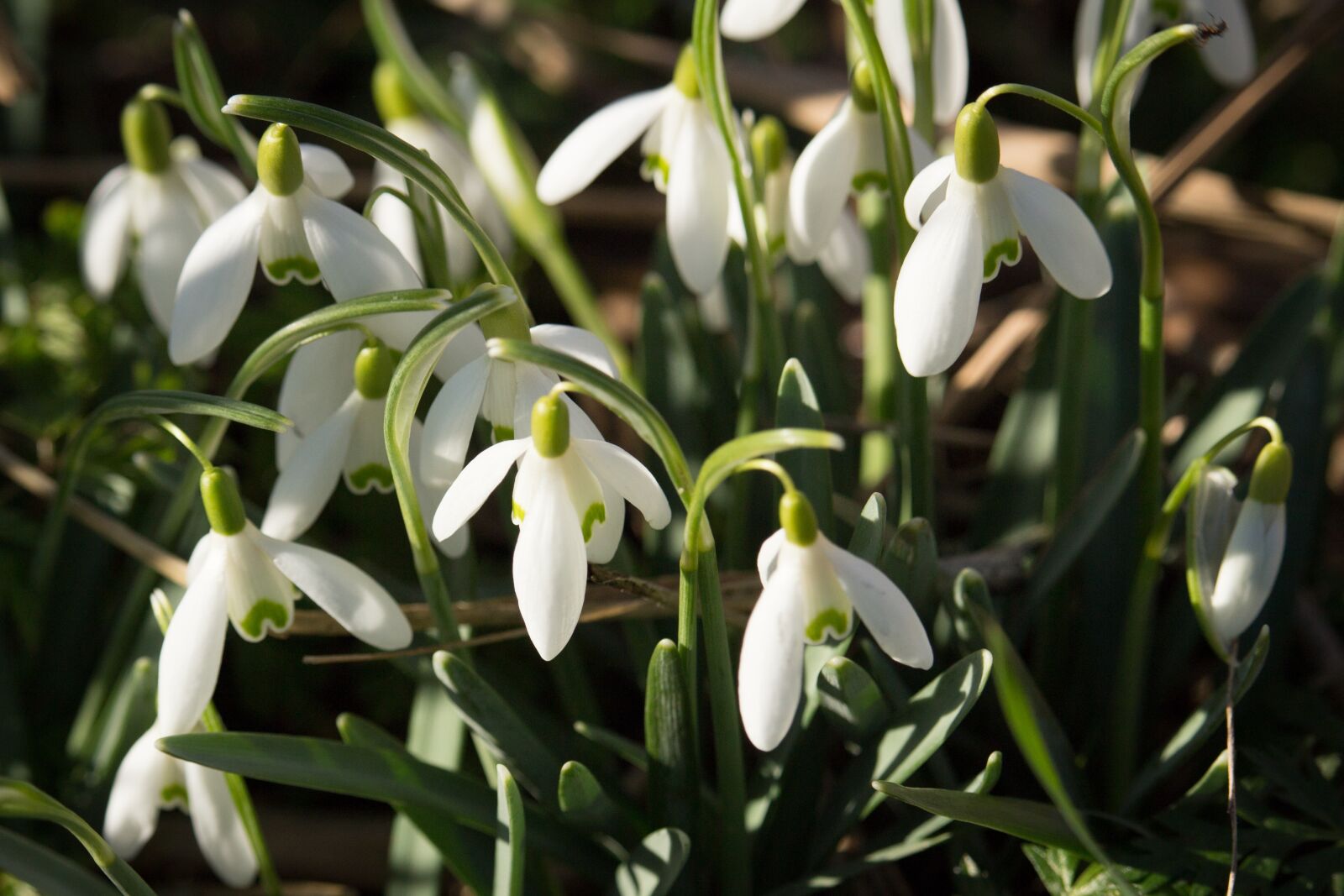 Canon EOS 100D (EOS Rebel SL1 / EOS Kiss X7) sample photo. Sneeuwklok, spring, bulbs photography