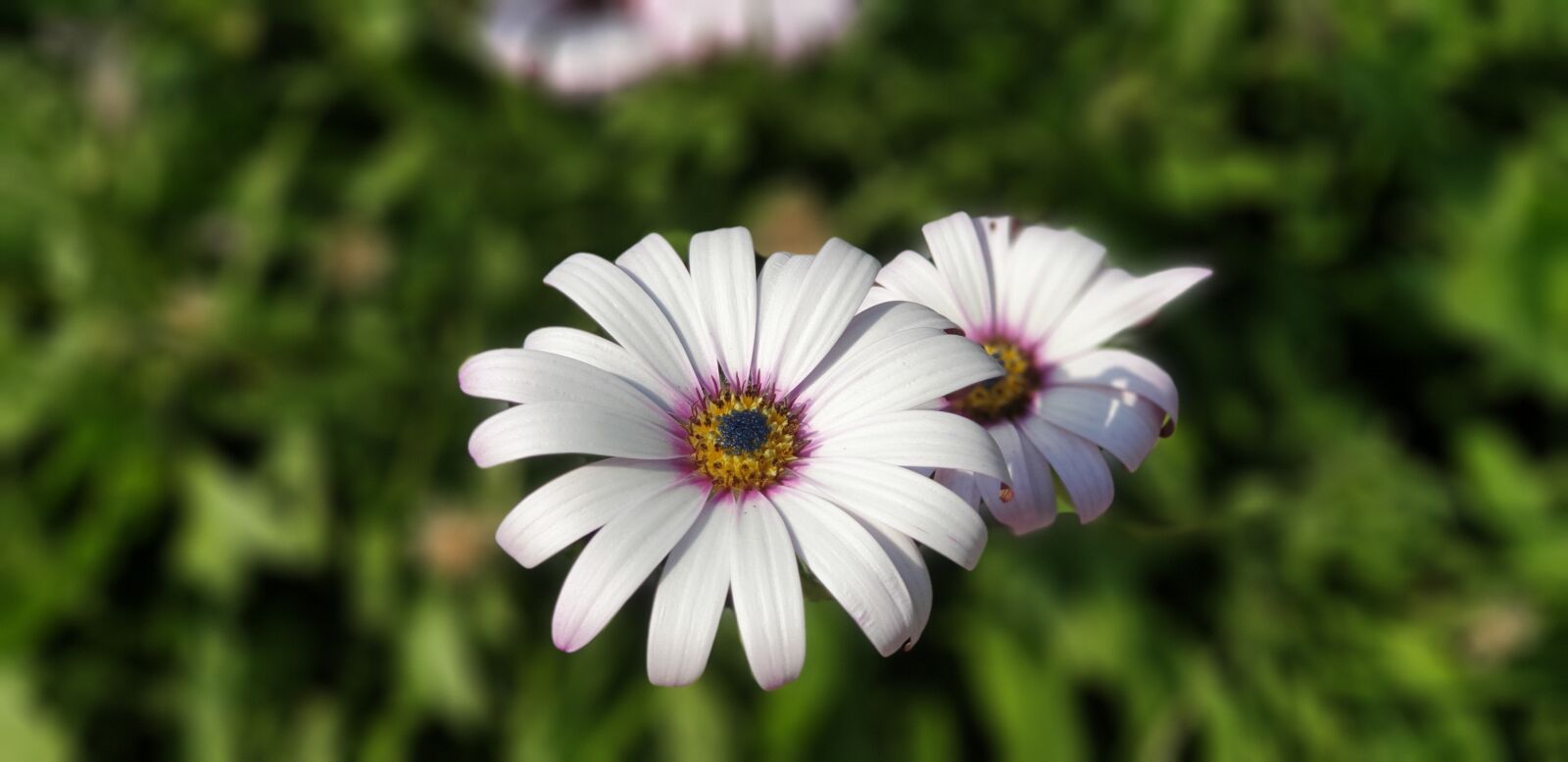 Samsung Galaxy Note9 sample photo. Flowers, garden, bloom photography