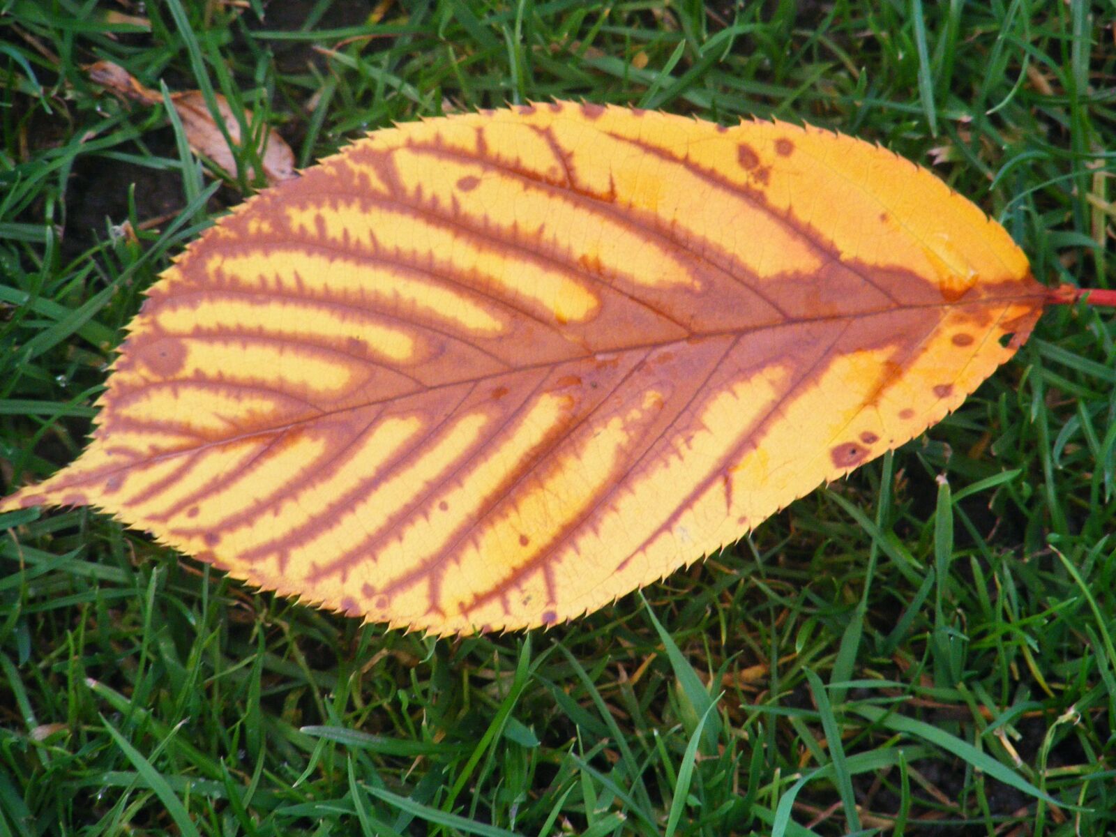 Fujifilm FinePix S5700 S700 sample photo. Autumn, leaf, nature photography