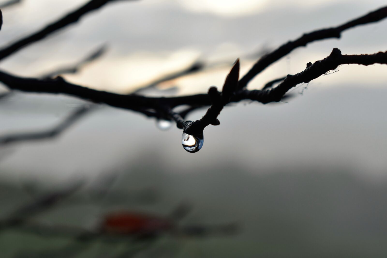 Nikon D5500 sample photo. Drop of water, dew photography