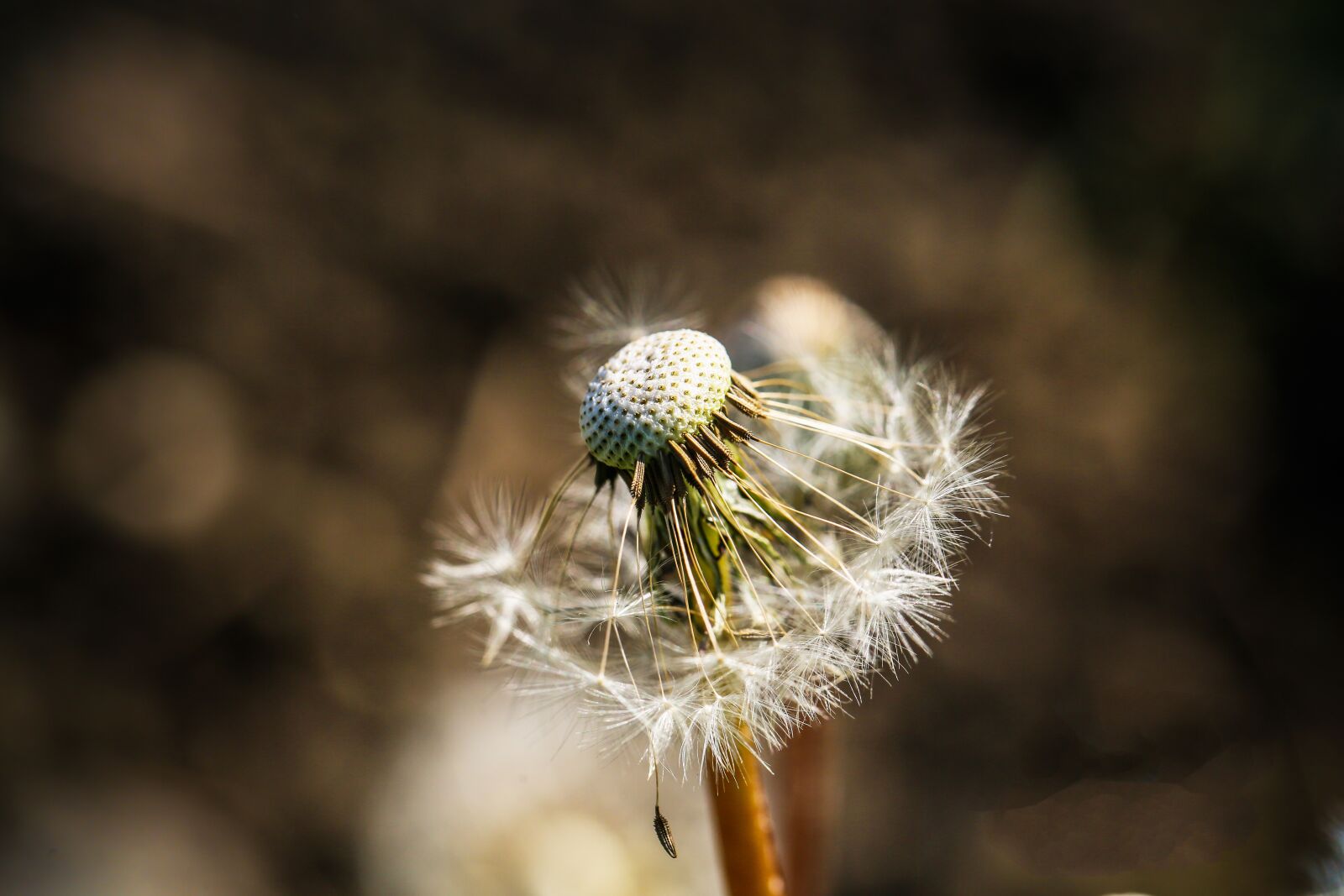 Canon EF 100mm F2.8L Macro IS USM sample photo. Dandelion, spring, close up photography