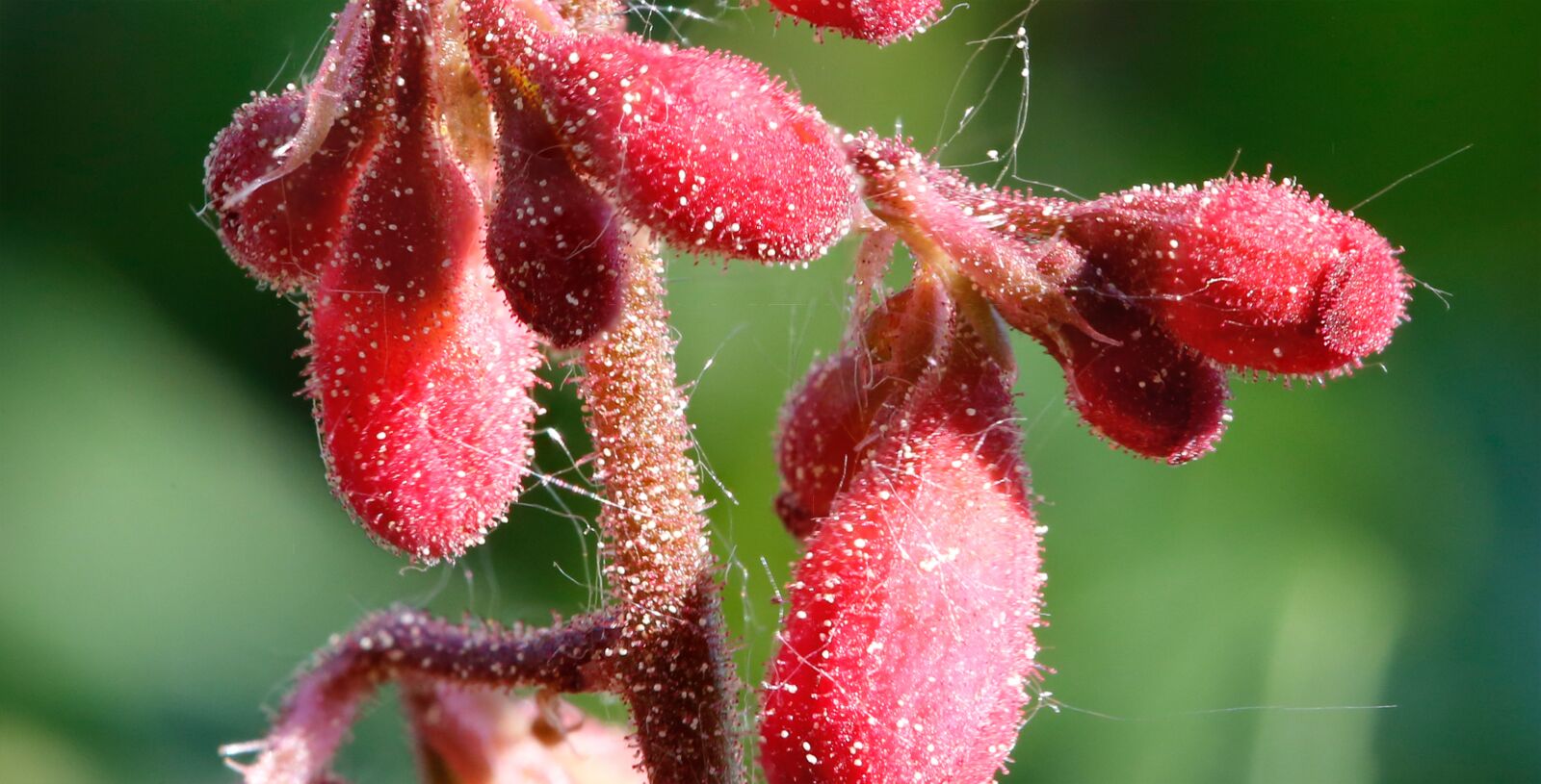 Canon EF 100mm F2.8L Macro IS USM sample photo. Pollen, spores, blossom photography