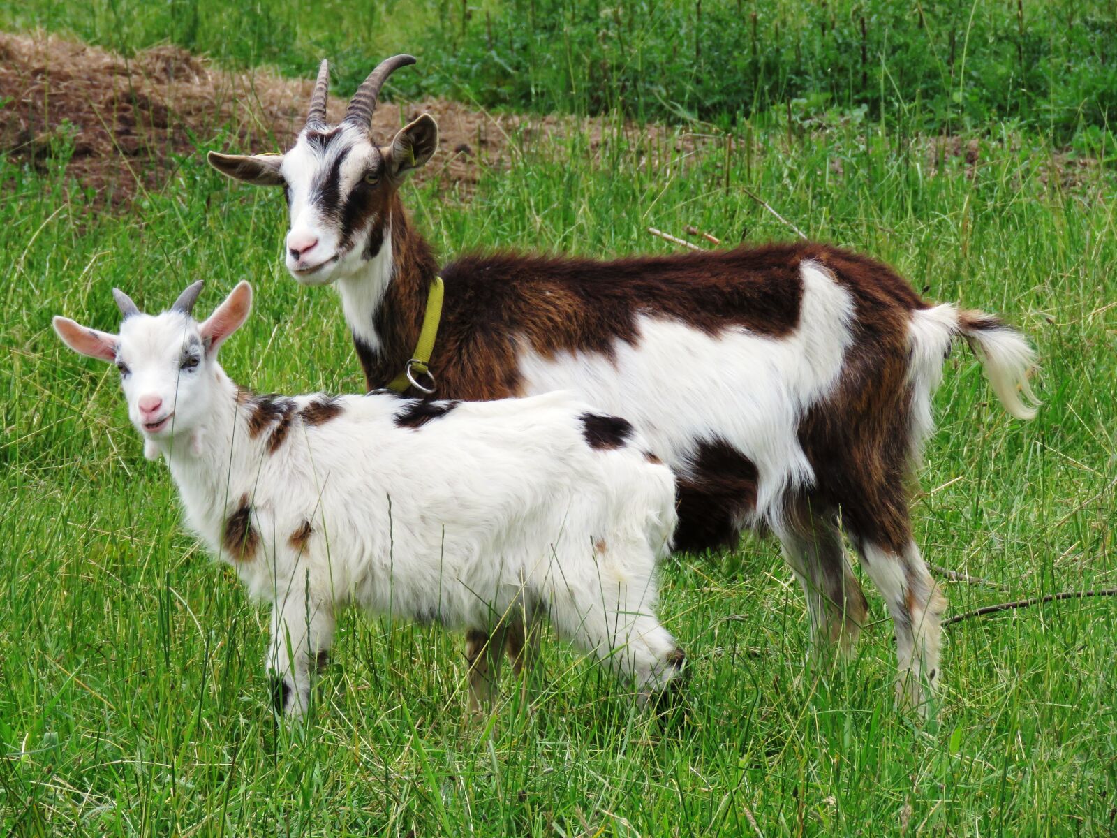 Canon PowerShot SX60 HS sample photo. Goat, will, tauern pinto photography