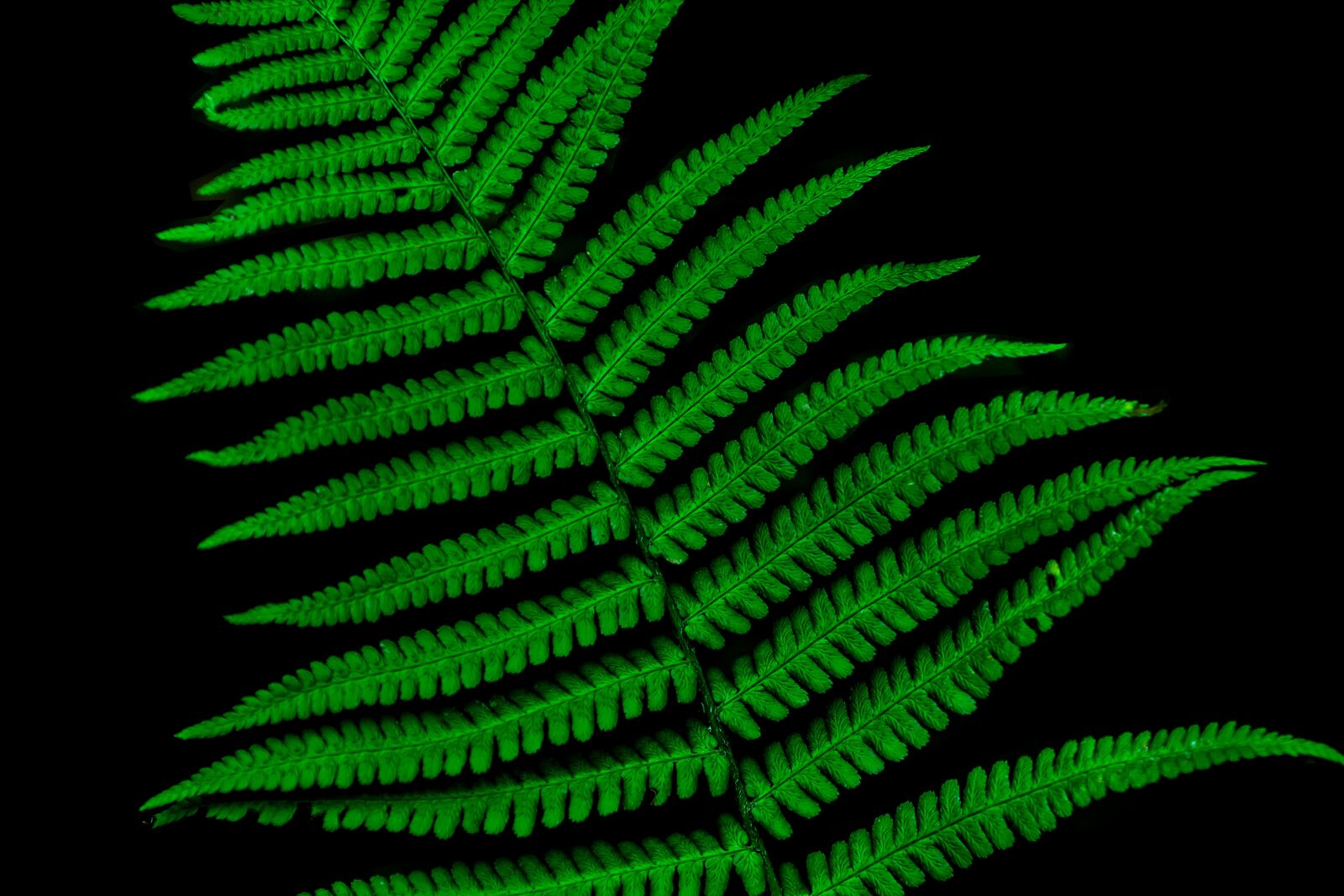 Sony a7 III + Sony FE 70-200mm F4 G OSS sample photo. Fern, green, forest photography