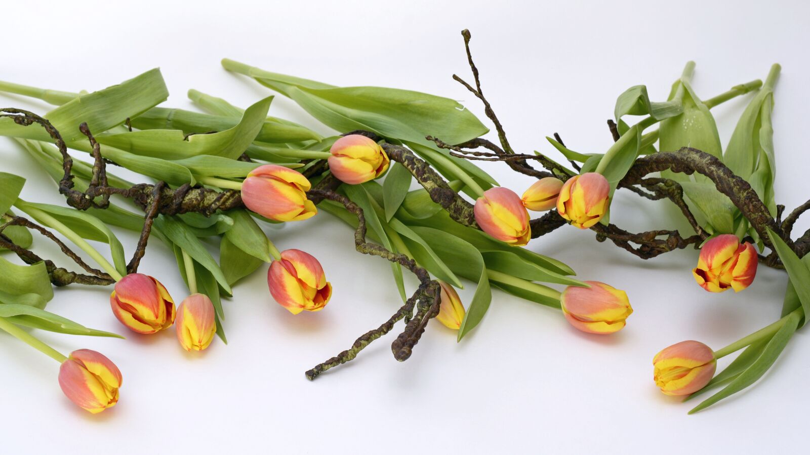 Nikon D7100 sample photo. Tulips, spring, orange photography