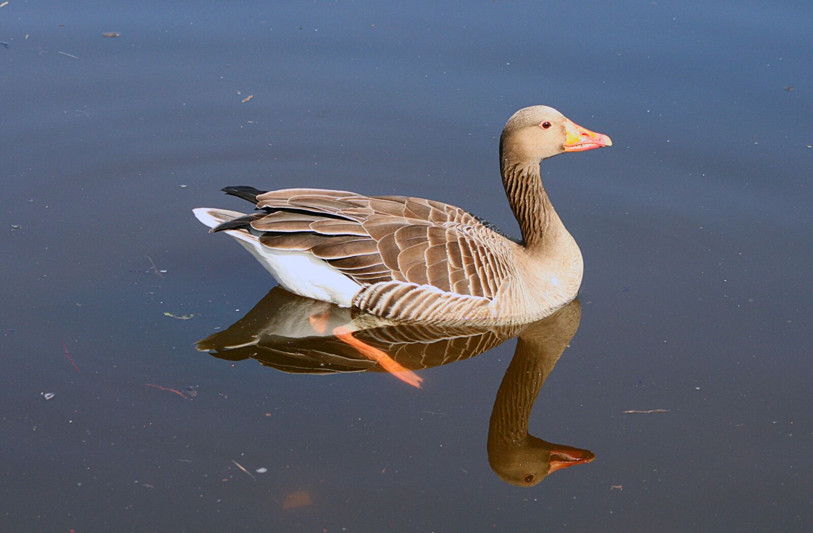 Canon EOS 400D (EOS Digital Rebel XTi / EOS Kiss Digital X) sample photo. Bird, animal world, goose photography