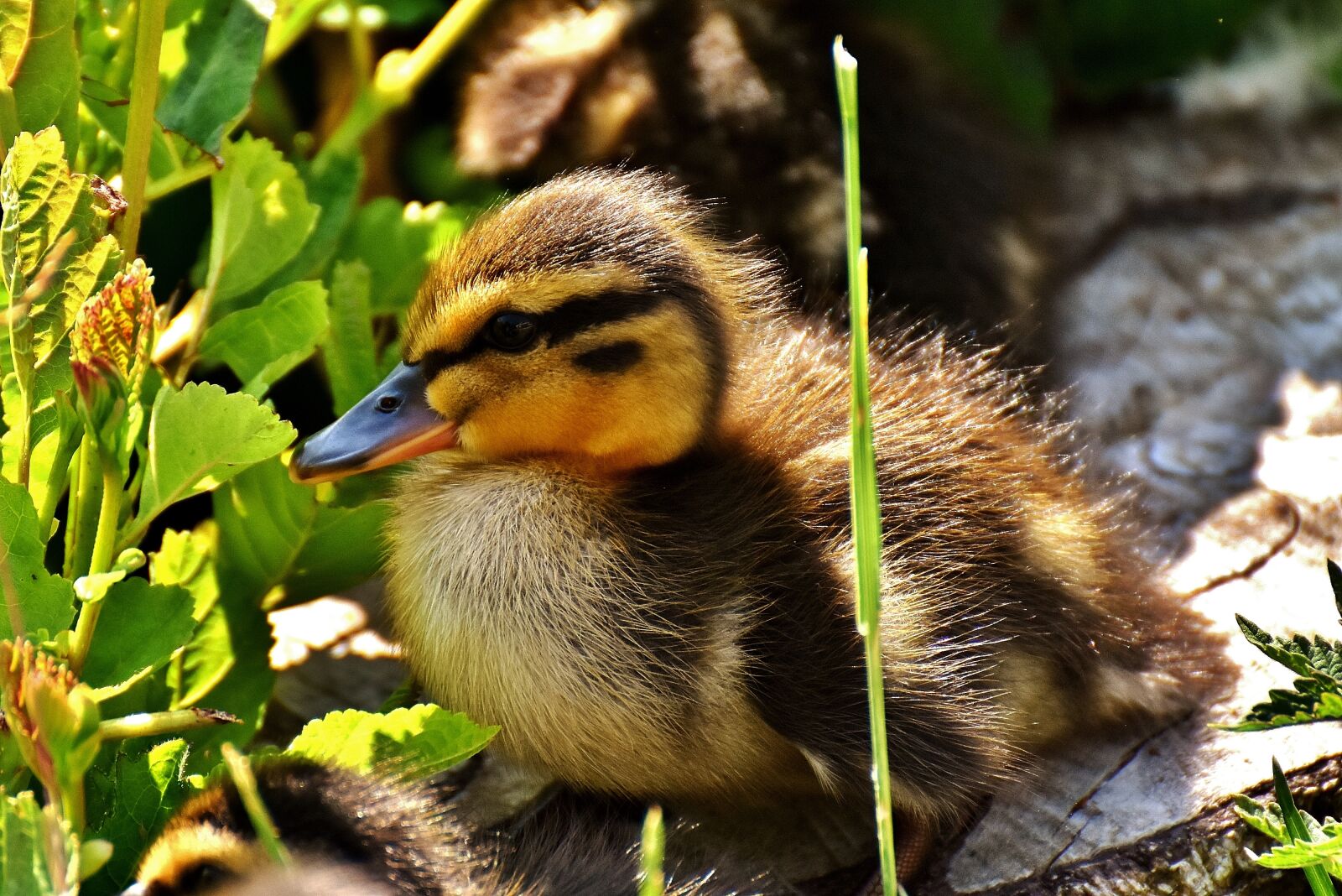 Nikon D7200 sample photo. Mallard, chicks, baby photography