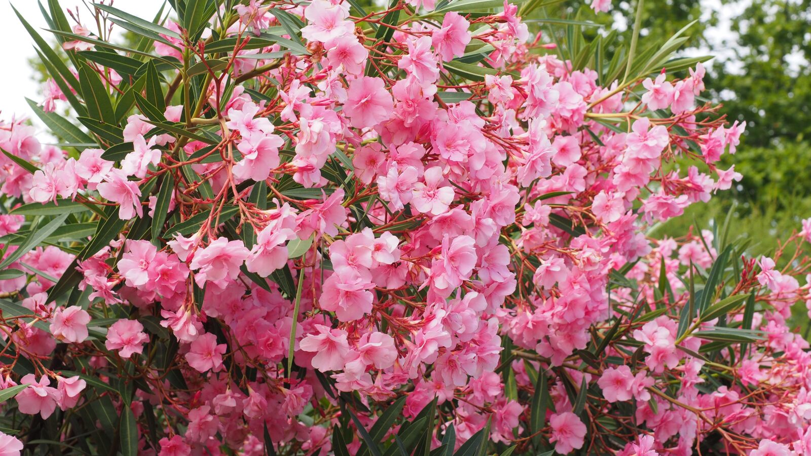 Olympus OM-D E-M1 + Olympus M.Zuiko Digital ED 12-40mm F2.8 Pro sample photo. Oleander, bush, nerium oleander photography