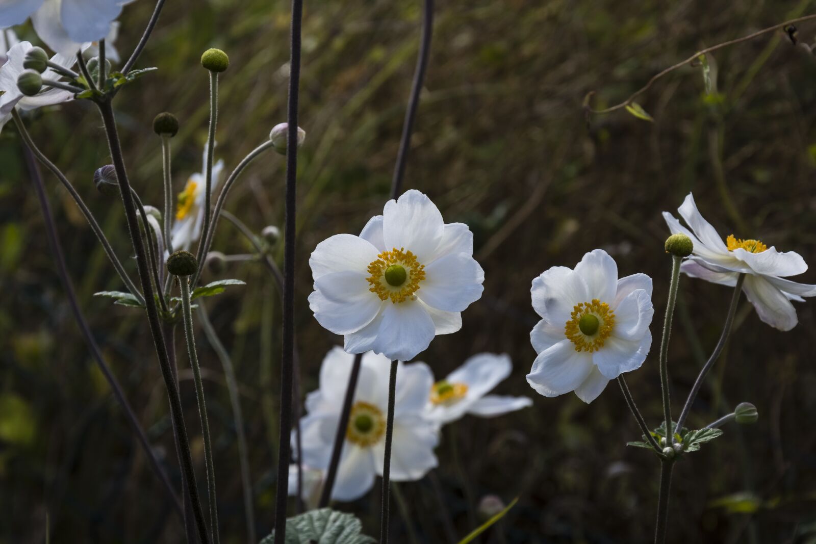 Nikon D7200 sample photo. Flower, flora, japanese photography