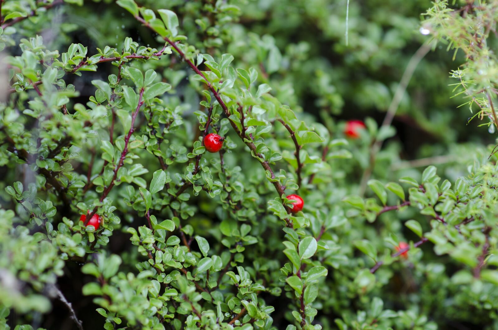 Nikon D7000 sample photo. Green, berry, dew photography
