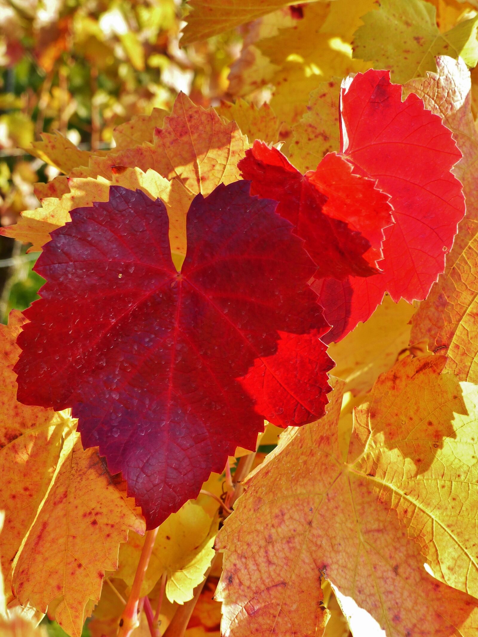 Panasonic Lumix DMC-FZ200 sample photo. Vine, leaf, autumn photography