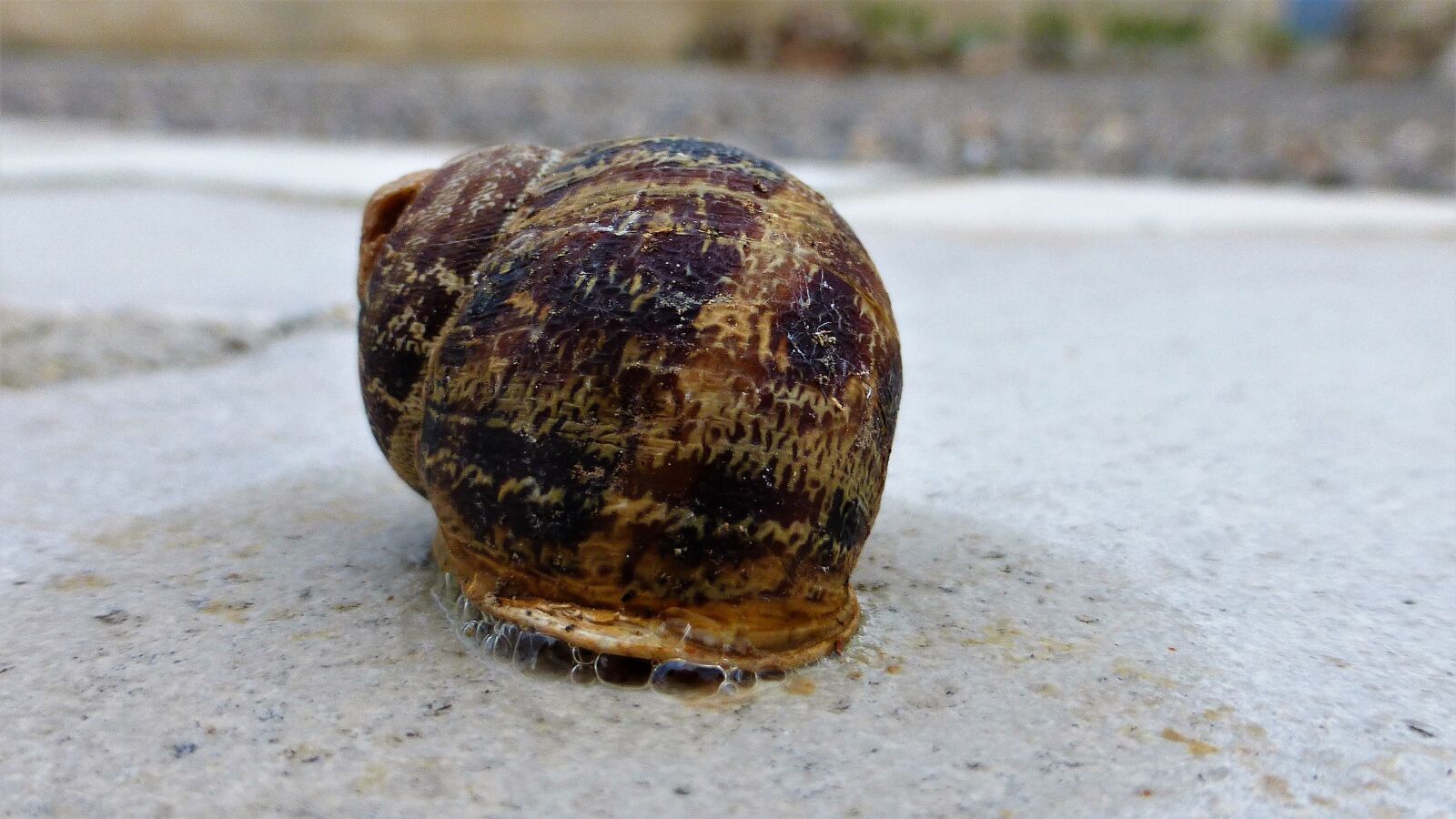 Panasonic Lumix DMC-ZS25 (Lumix DMC-TZ35) sample photo. Animal, snail, shell photography