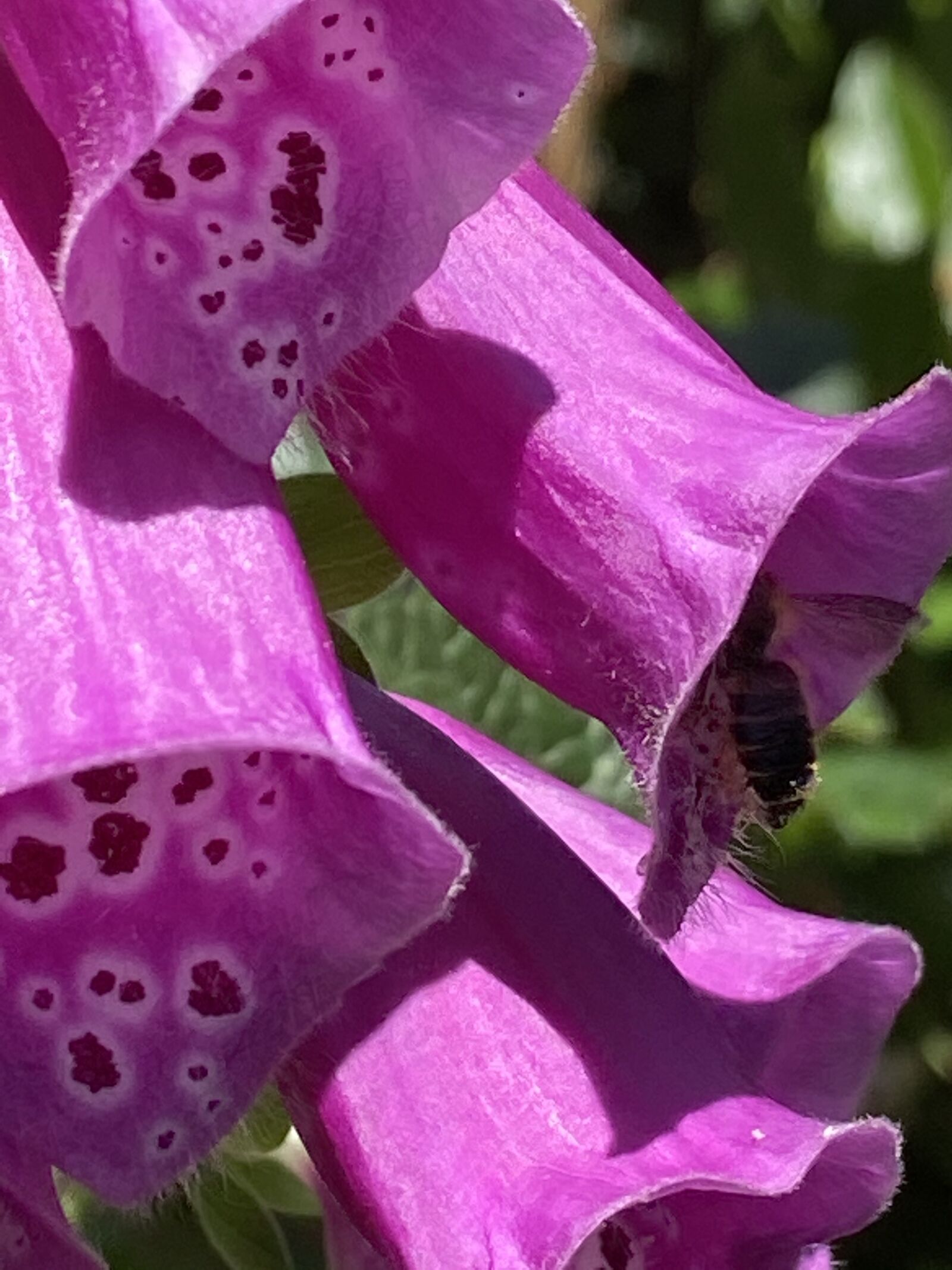 Apple iPhone 11 sample photo. Foxgloves, flowers, digitalis photography