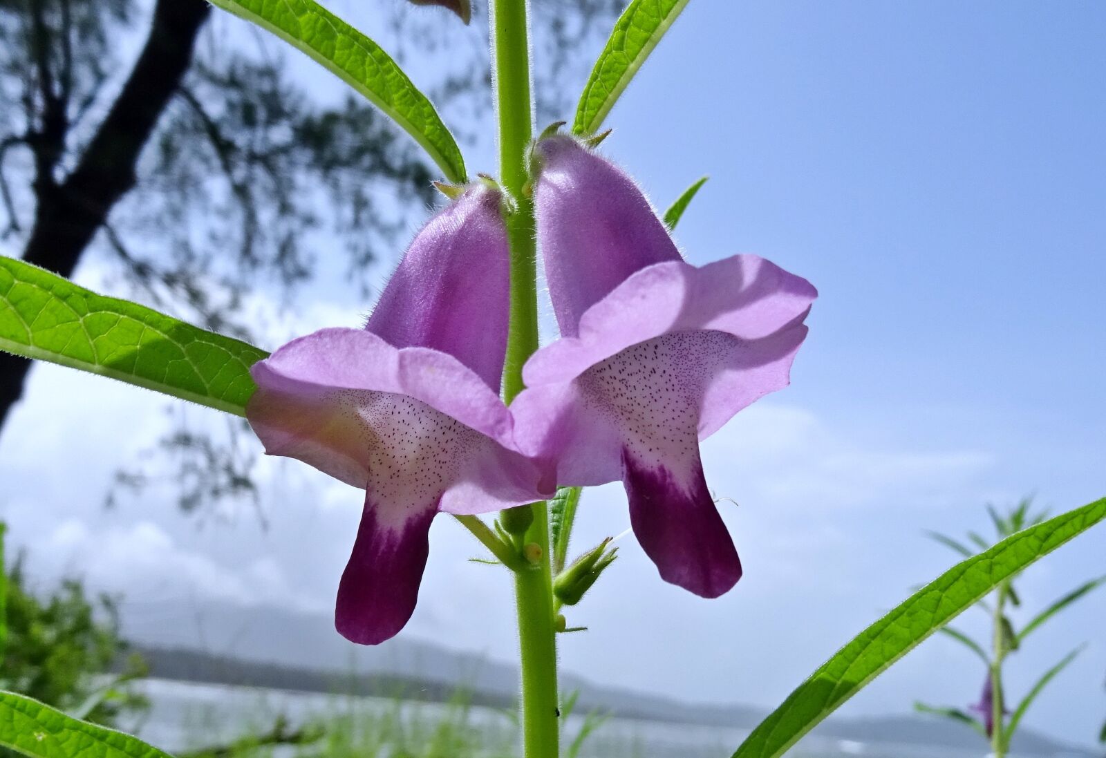 Sony DSC-HX60V sample photo. Flower, purple, sesame photography