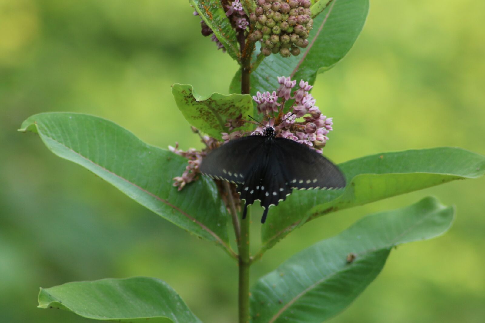 Canon EOS 750D (EOS Rebel T6i / EOS Kiss X8i) sample photo. Nature, leaf, flora photography
