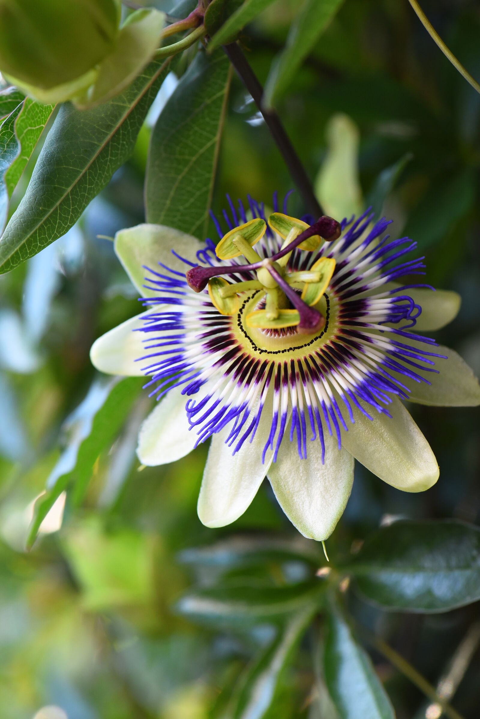 Nikon D750 sample photo. Passion flower, passiflora caerulea photography