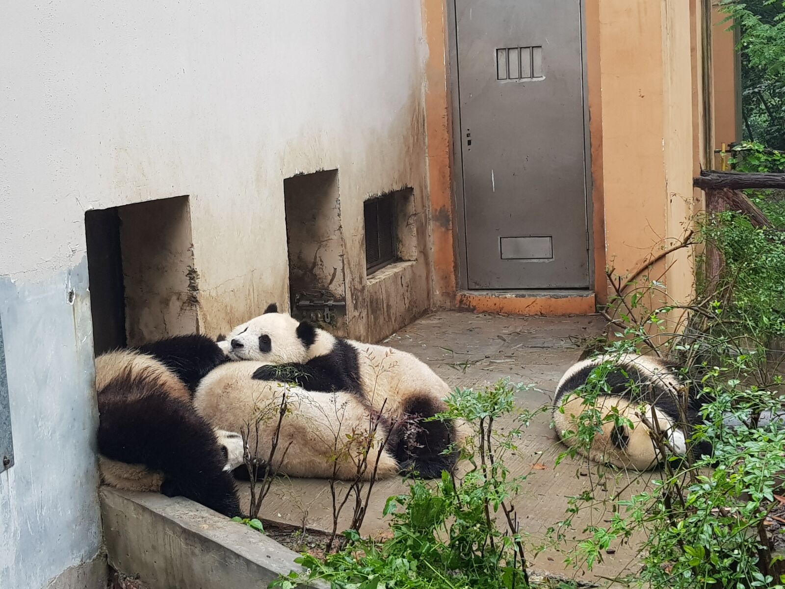 Samsung Galaxy S8+ sample photo. Panda, people's republic of photography