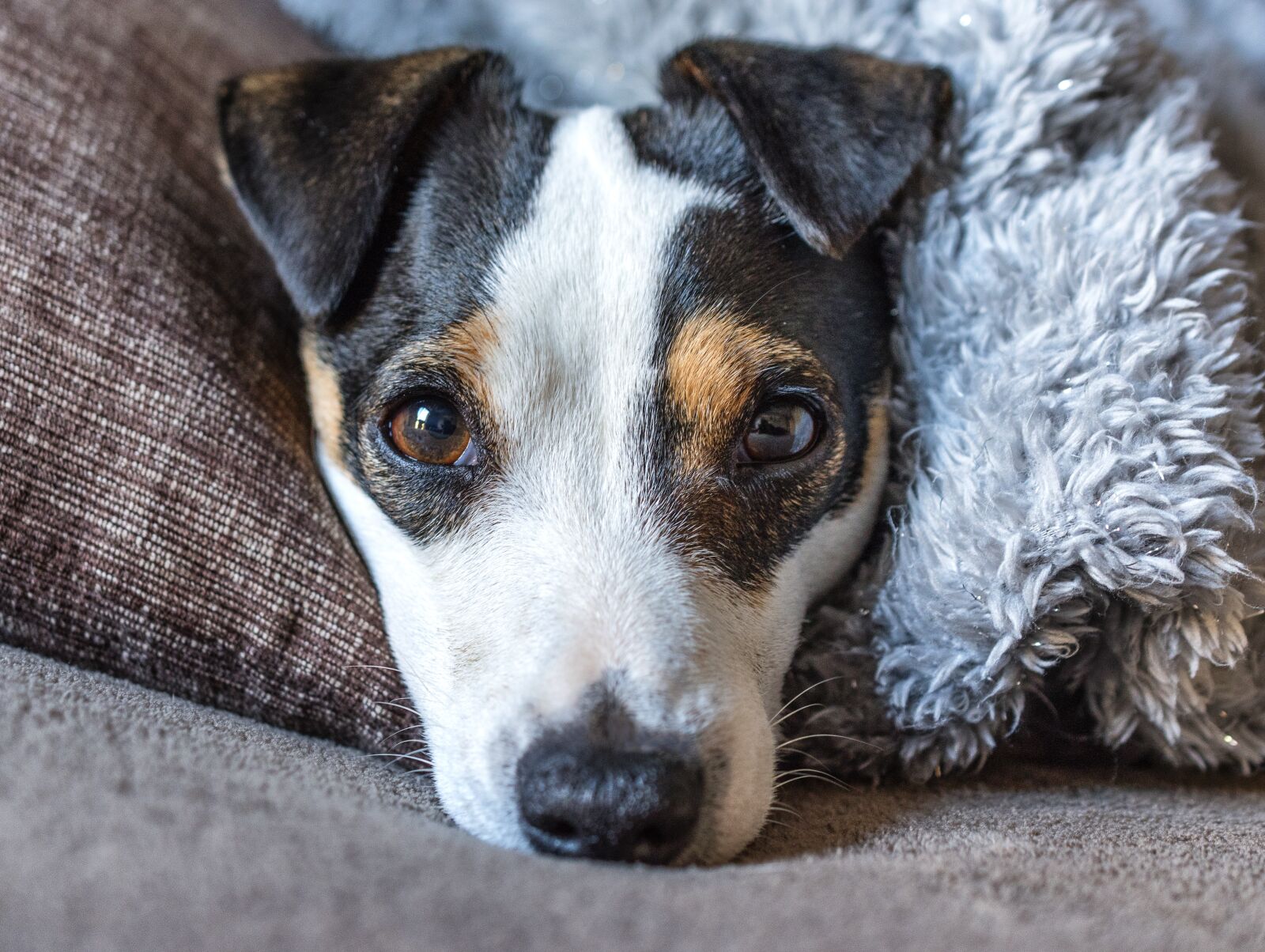 Nikon D5600 sample photo. Dog, jack, russel photography